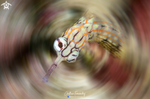 A Corythiichthys flavofasciatus | Pipefish