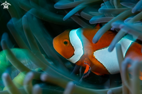 A Anemonefish