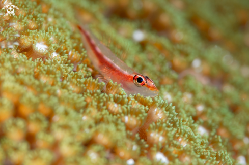 A Blenny