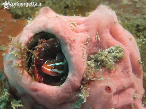 A goby Juvenile | 