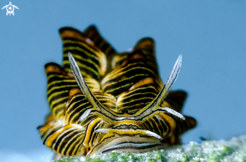 A Butterfly nudi