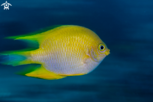 A Yellow Damsel fish