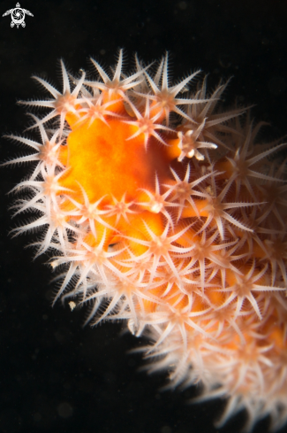 A Soft coral