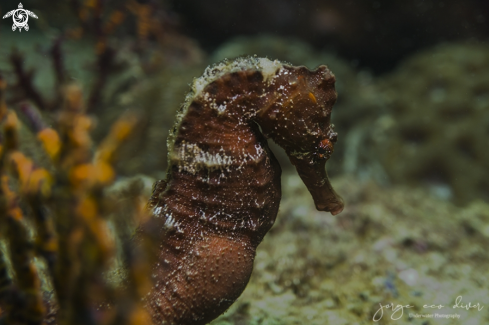 A Longsnout seahorse