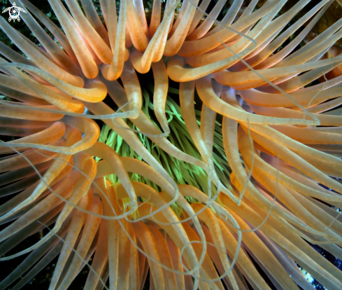 A Anemone