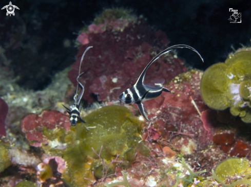 A Spotted Drumfish