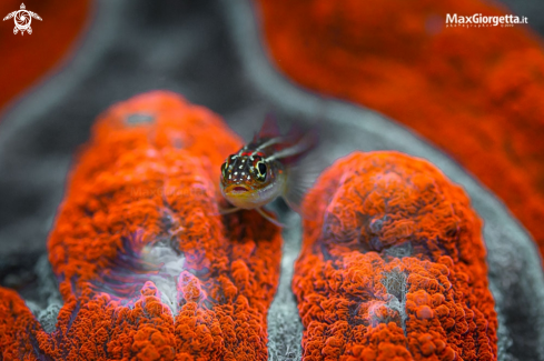 A red goby | red goby