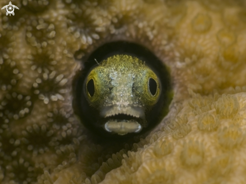 A Spinyhead Blenny