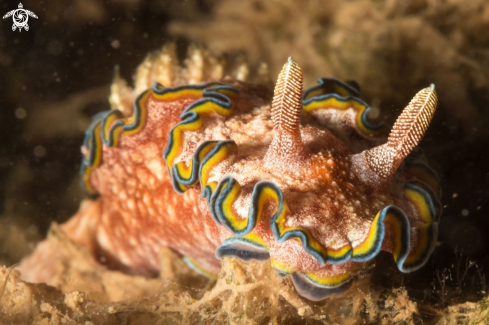 A Glossodoris cincta