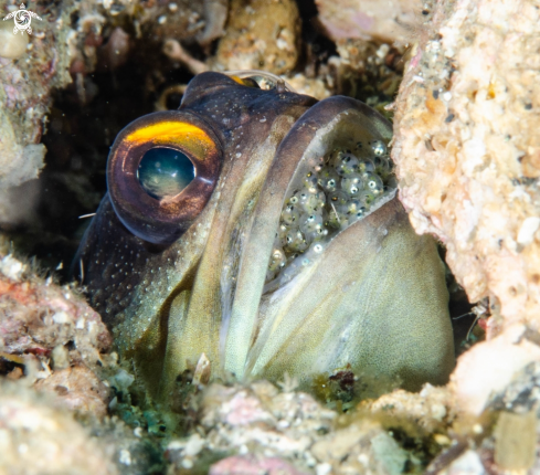 A jawfish