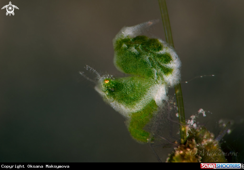 A Green Hairy Shrimp (Phycocaris sp.)