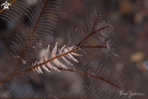 A Nudibranch 