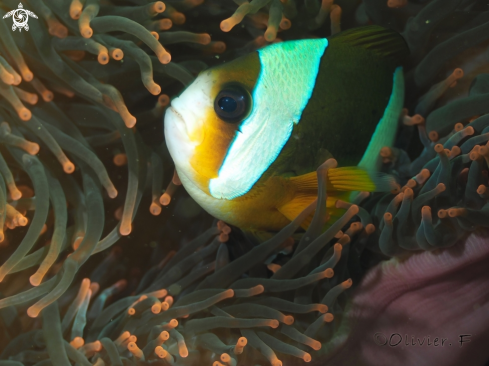 A Red sea anemone