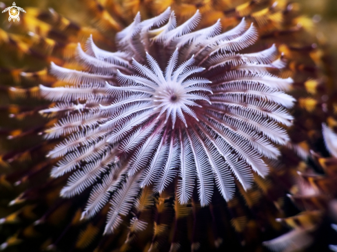 A Christmas Tree Worm