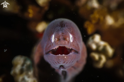 A White eyed moray eel