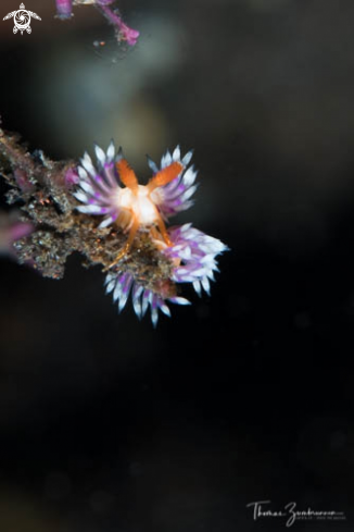 A Nudibranch 