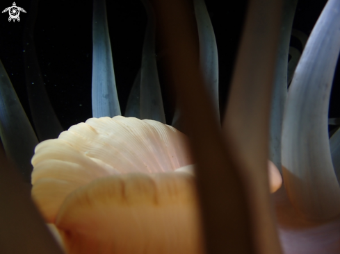 A deeplet sea anemone