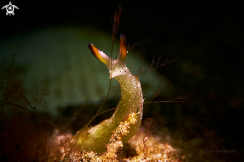 A NUDIBRANCH