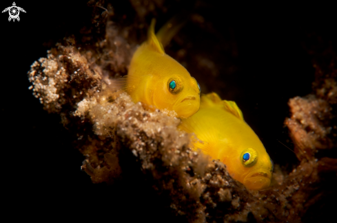 A  Lubricogobius exiguus | GOBY