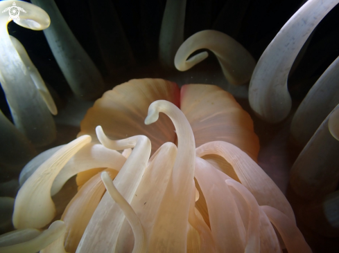 A Deeplet sea anemone