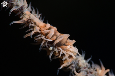 A Dasycaris zanzibarica | Zanzibar Shrimp