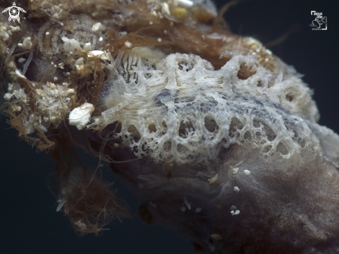 A Tufted Nudibranch