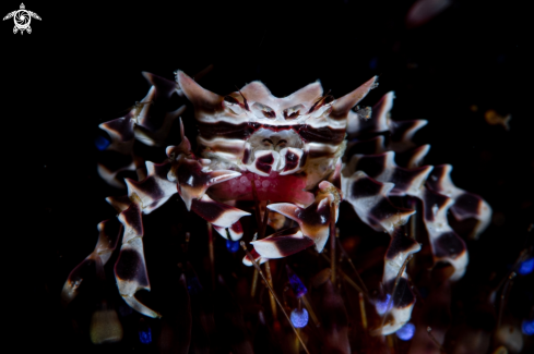 A Zebra Crab