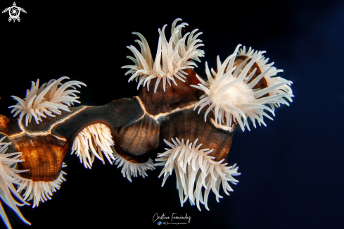 A Nemanthus annamensis | Anemone