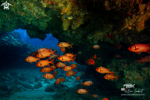 A Soldierfishes