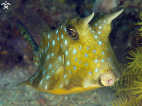 A cowfish