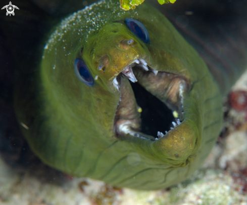 A green moray eel