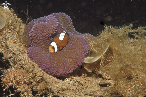 A clown anemone fish