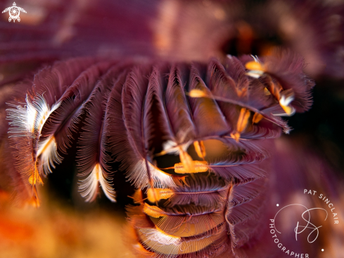 A Christmas Tree Worm