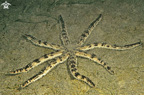 A sea star