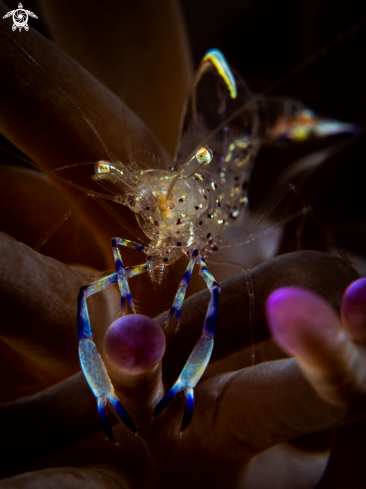 A Clown Anemone Shrimp