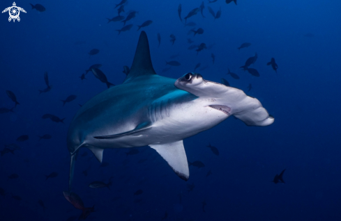 A hammerhead shark