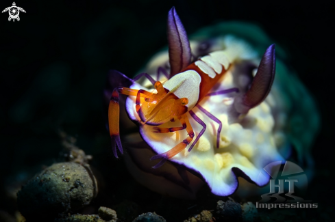 A Emperor shrimp