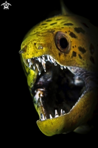 A Gymnothorax fimbriatus | Fimriated moray eel