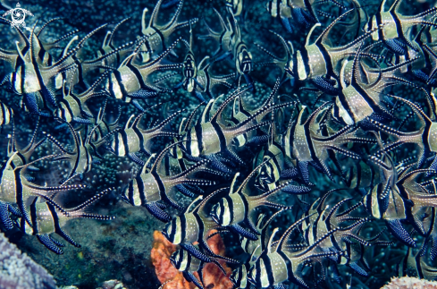 A cardinalfish