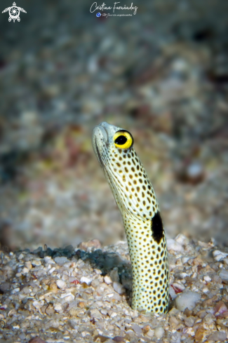 A Heteroconger hassi  | Garden eel