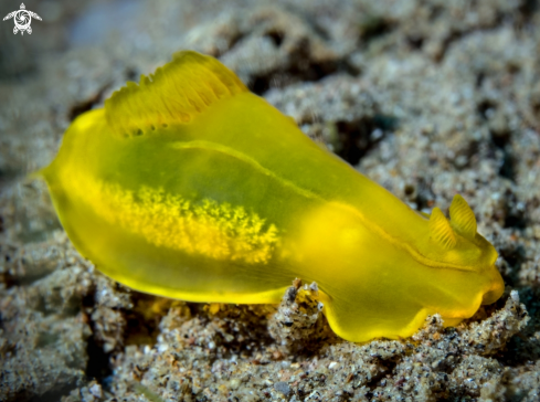 A Gymnodoris subflava (Baba, 1949) | Nudibranch (30 mm.)