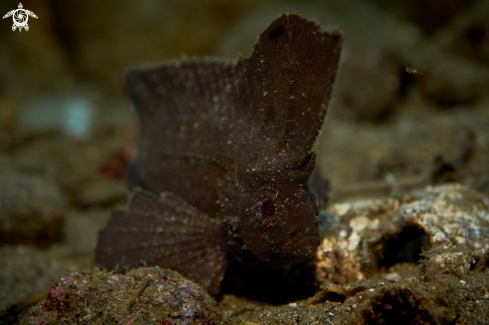 A Ablabys taenianotus | FISH