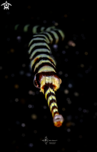 A Yellow Banded Pipefish