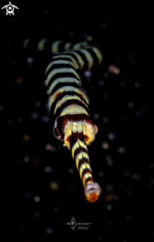 A Dunckerocampus pessuliferus (Fowler, 1938) | Yellow Banded Pipefish