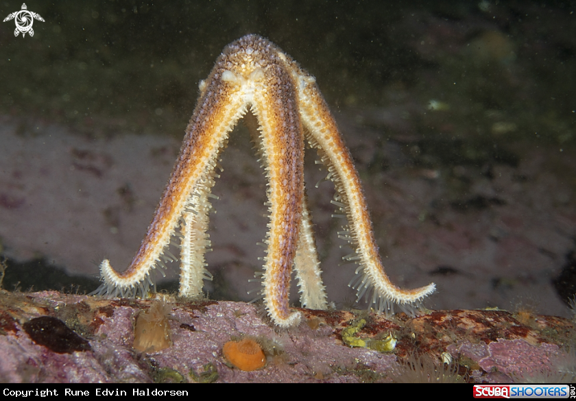 A Common starfish