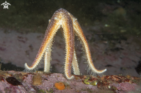 A Common starfish