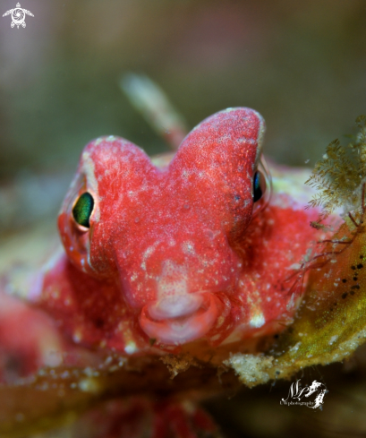 A Ruby red dragonet 