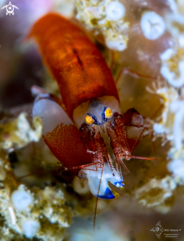 A Synalpheus modestus (de Man, 1909)  | Snapping Shrimp