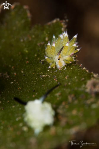 A Nudibranch 