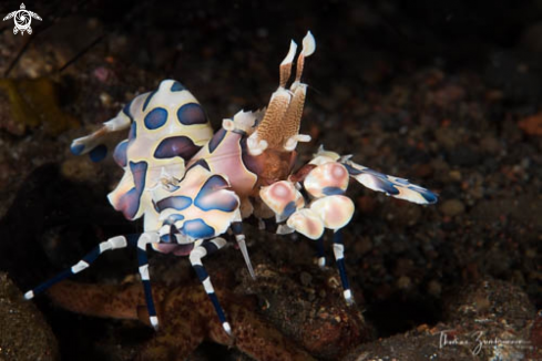 A Harlequin shrimp